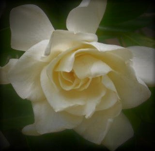 Gardenia August Beauty - Advanced Nursery Growers