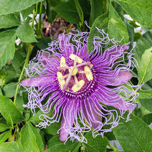 PASSION VINE NATIVE - Advanced Nursery Growers