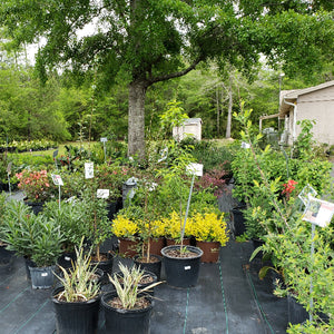 NURSERY PICTURES - Advanced Nursery Growers