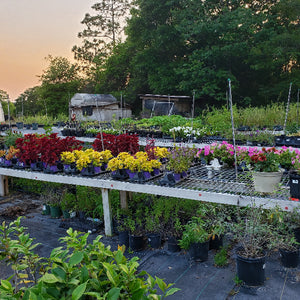 NURSERY PICTURES - Advanced Nursery Growers