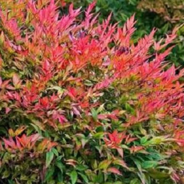 NANDINA Gulfstream - Advanced Nursery Growers