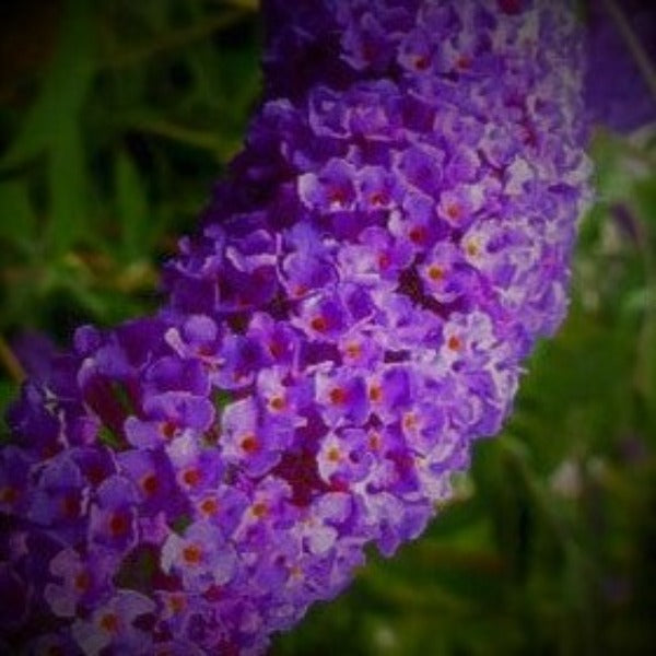 BUTTERFLY BUSH NANHO BLUE - Advanced Nursery Growers