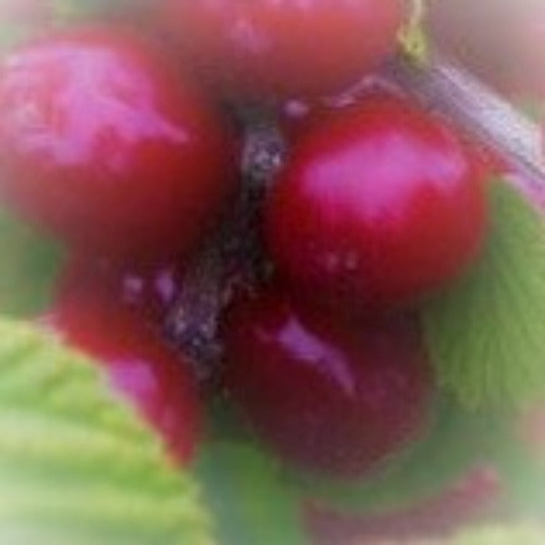 Nanking Bush Cherry Prunus tomentosa flowering and fruiting shrub for sale at Advanced Nursery Growers