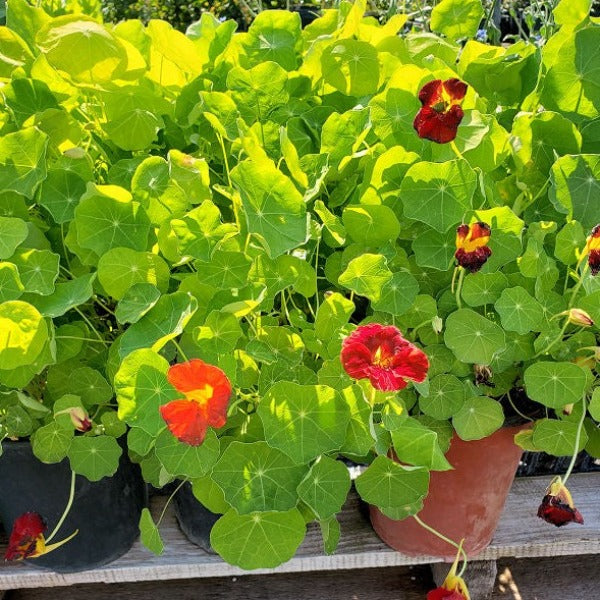 Nasturtium - Advanced Nursery Growers