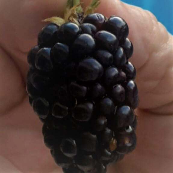 Natchez thornless blackberry plant producing large, ripe, glossy-black berries