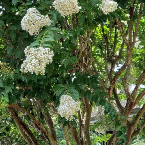 Mature Natchez Crape Myrtle tree covered with pure white summer flowers and displaying cinnamon-colored bark