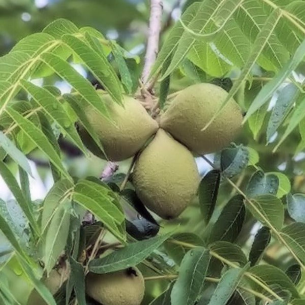 Native Black Walnut nut tree for sale at Advanced Nursery Growers in DeFuniak Springs, Florida