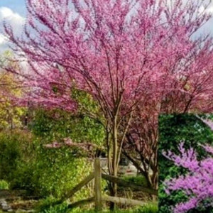 Native Eastern Redbud tree with pink spring flowers for sale in DeFuniak Springs, Florida