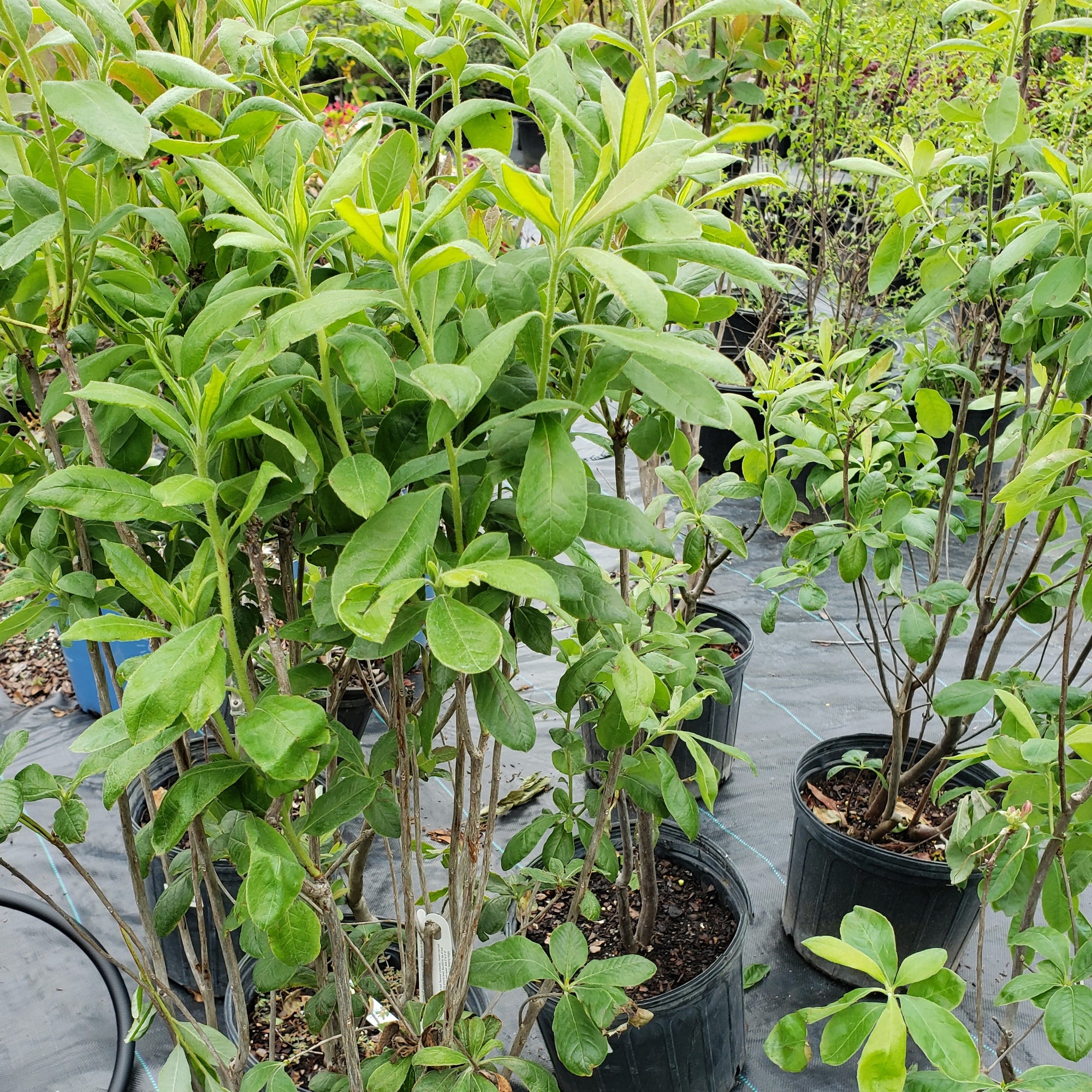 Rhododendrum Yellow Austrinum - Advanced Nursery Growers