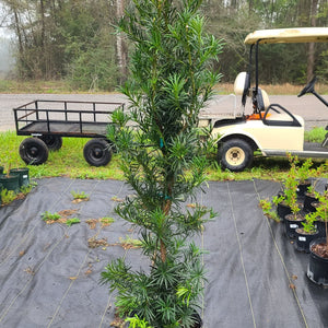 Podocarpus maki - Advanced Nursery Growers