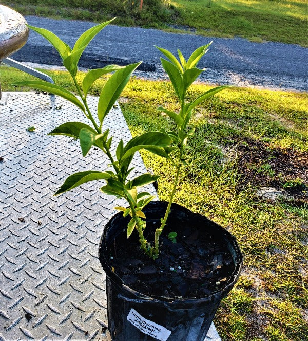 JASMINE Night Blooming - Advanced Nursery Growers