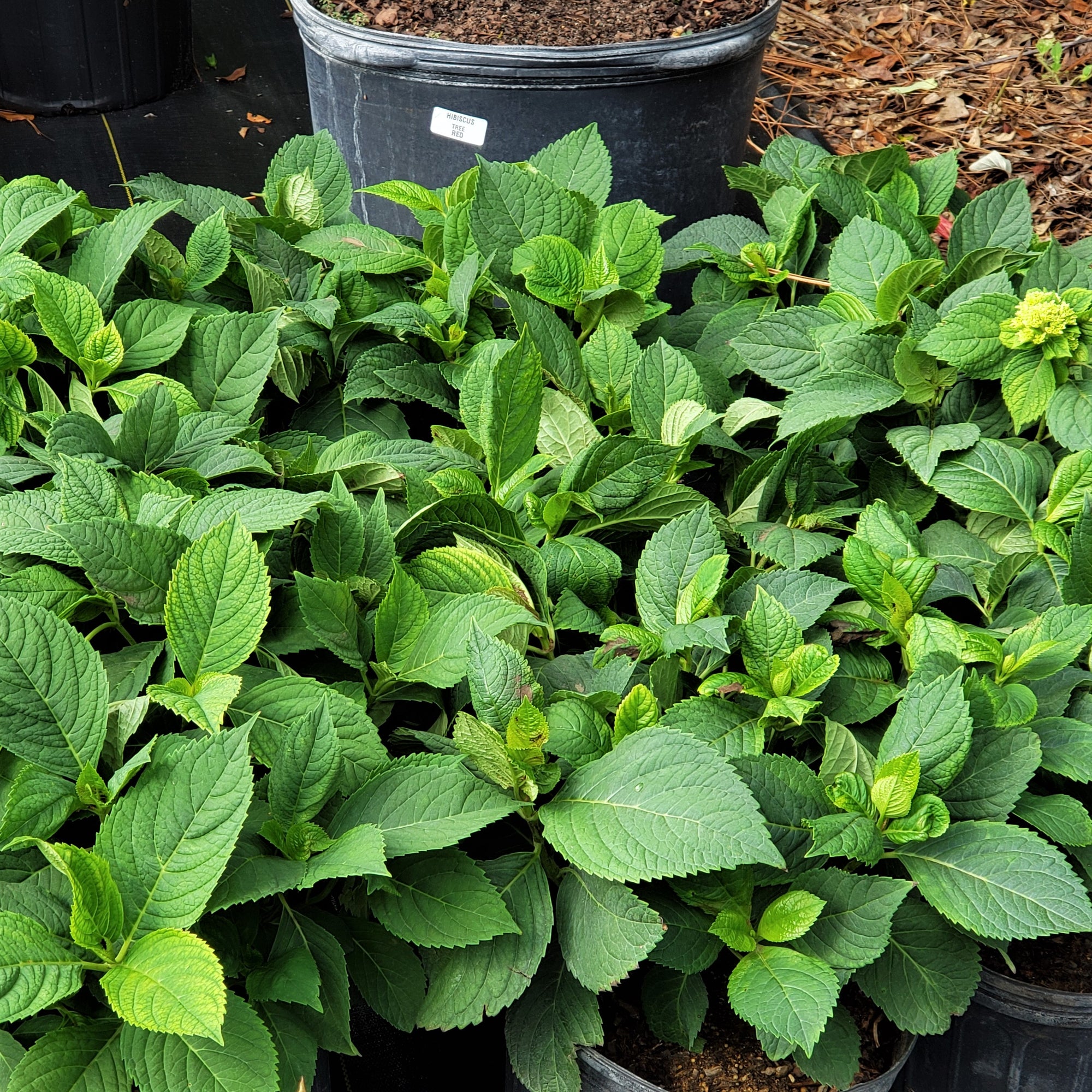 Hydrangea NIKKO BLUE - Advanced Nursery Growers