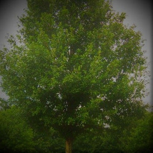 OAK NUTALL - Advanced Nursery Growers