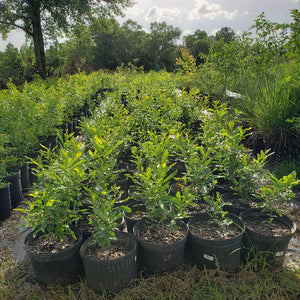 NURSERY PICTURES - Advanced Nursery Growers