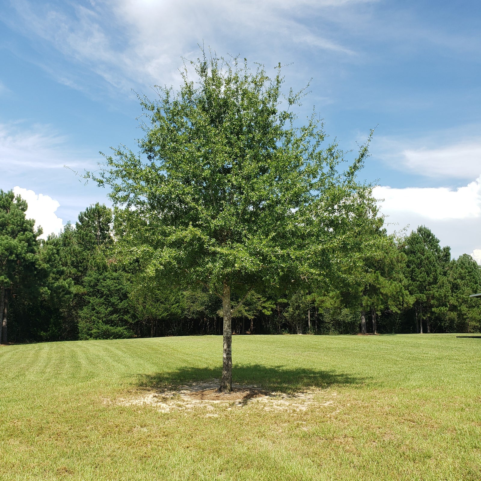 Pin Oak - Advanced Nursery Growers