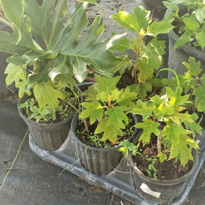 Hydrangea-Oakleaf Hydrangea NATIVE - Advanced Nursery Growers