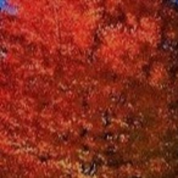 MAPLE October Glory - Advanced Nursery Growers