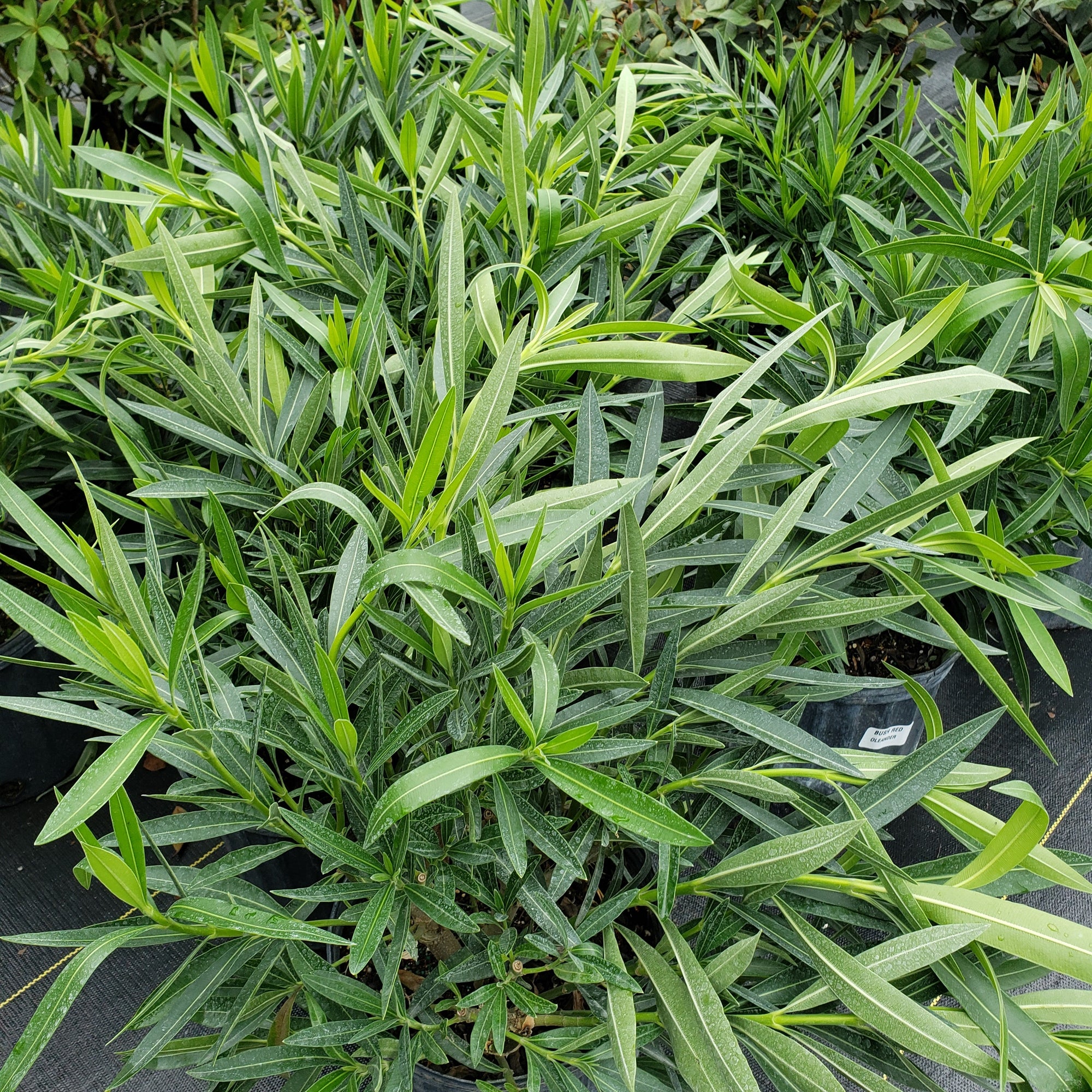 Oleander White - Advanced Nursery Growers