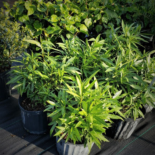 Oleander Bush Red - Advanced Nursery Growers