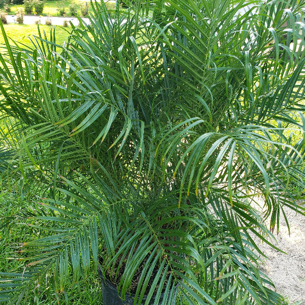 Pigmy date palm - Advanced Nursery Growers