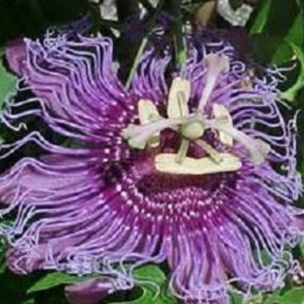 PASSION VINE NATIVE - Advanced Nursery Growers