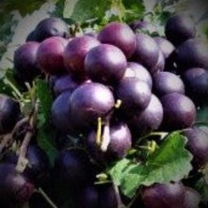 Paulk Muscadine vine with very large ripe dark-purple grapes for sale in North Florida