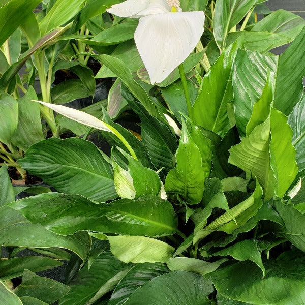 Lily Spathiphyllum  (Peace Lily ) - Advanced Nursery Growers