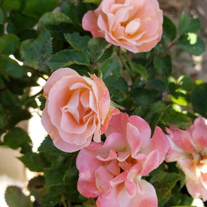 DRIFT ROSE several colors - Advanced Nursery Growers