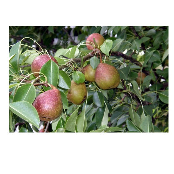 PEAR SHINEIKI - Advanced Nursery Growers