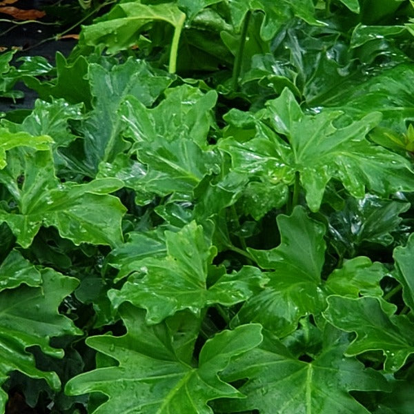 Philodendron Selloum - Advanced Nursery Growers