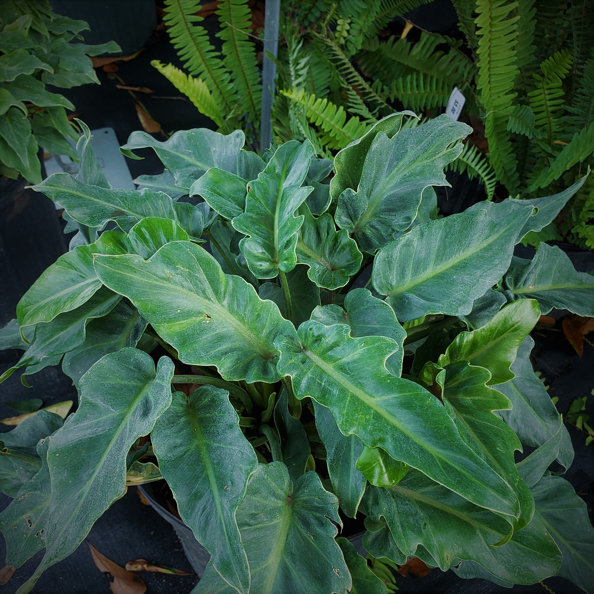 large philodendron xanadu Advanced Nursery Growers: Elevating Expertise in the Horticultural Sector