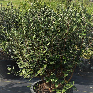 Pineapple Guava Tree - Advanced Nursery Growers