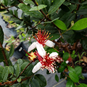 Pineapple Guava Acca sellowiana fruiting plant for sale at Advanced Nursery Growers in DeFuniak Springs Florida