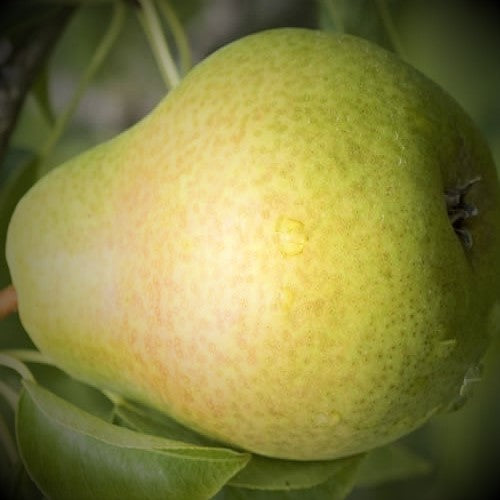 Pineapple Pear Tree for sale at Advanced Nursery Growers in DeFuniak Springs, Florida