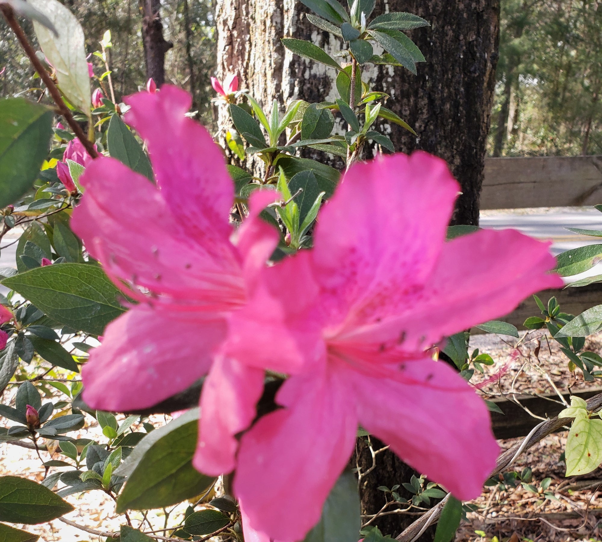 AZALEA Formosa - Advanced Nursery Growers