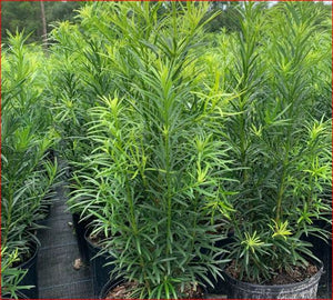 Podocarpus Maki evergreen privacy hedge shrub for sale in North Florida.
