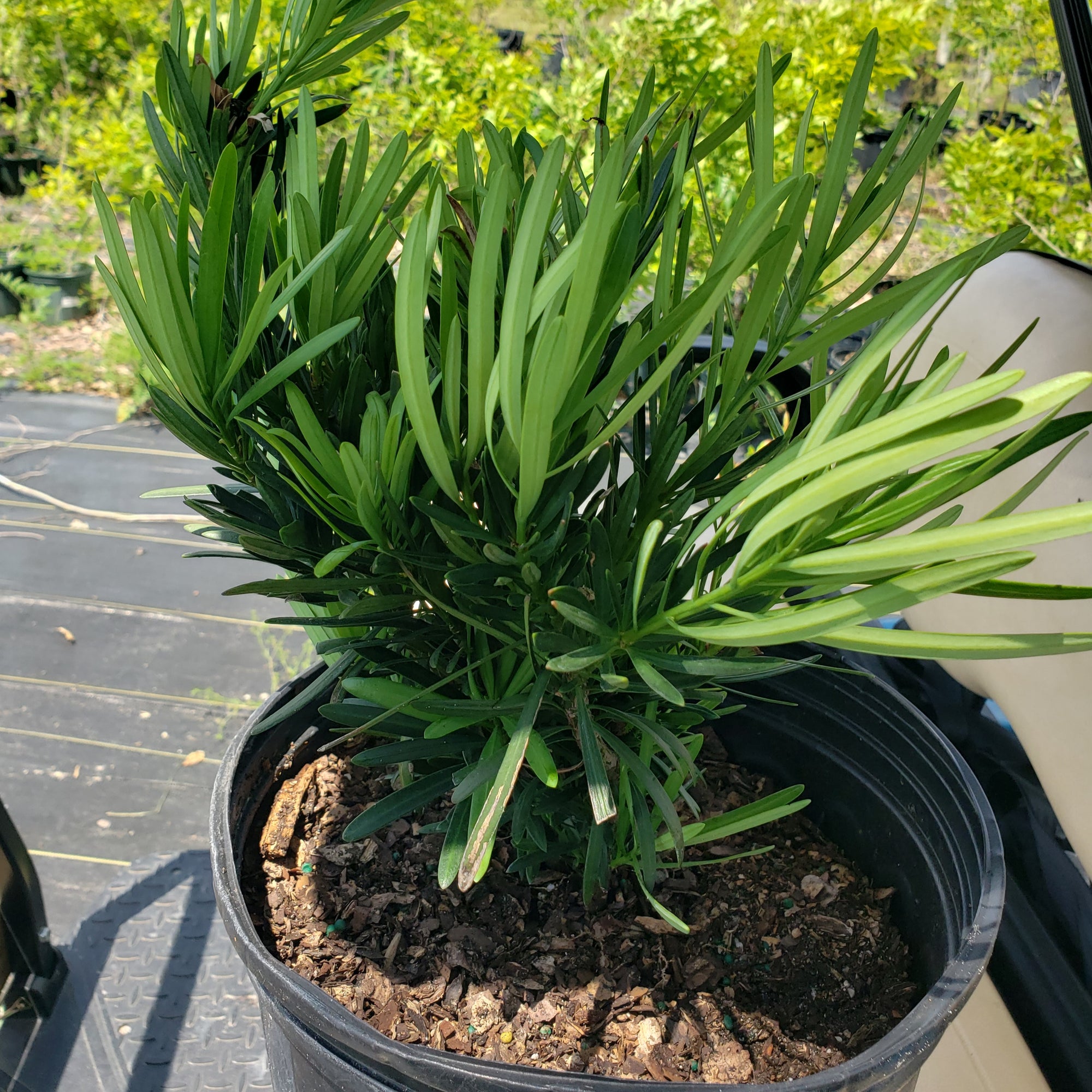 PODOCARPUS PRINGLE