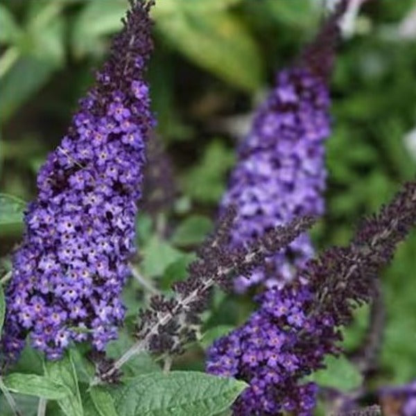 PUGSTER BLUE BUTTERFLY BUSH - Advanced Nursery Growers