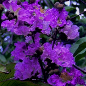 CM-Purple Velvet Crape Myrtle ( PV ) - Advanced Nursery Growers