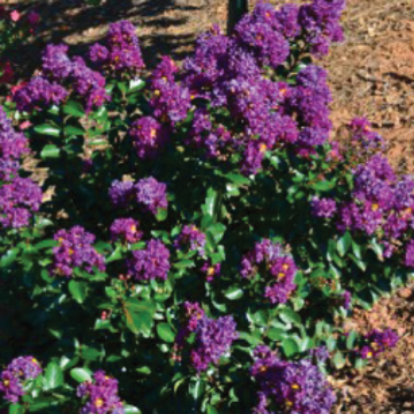 CM-Purple Velvet Crape Myrtle ( PV ) - Advanced Nursery Growers
