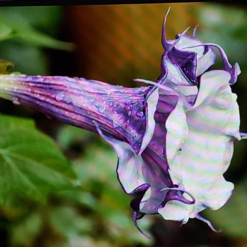 Datura Blackcurrent Swirl - Advanced Nursery Growers
