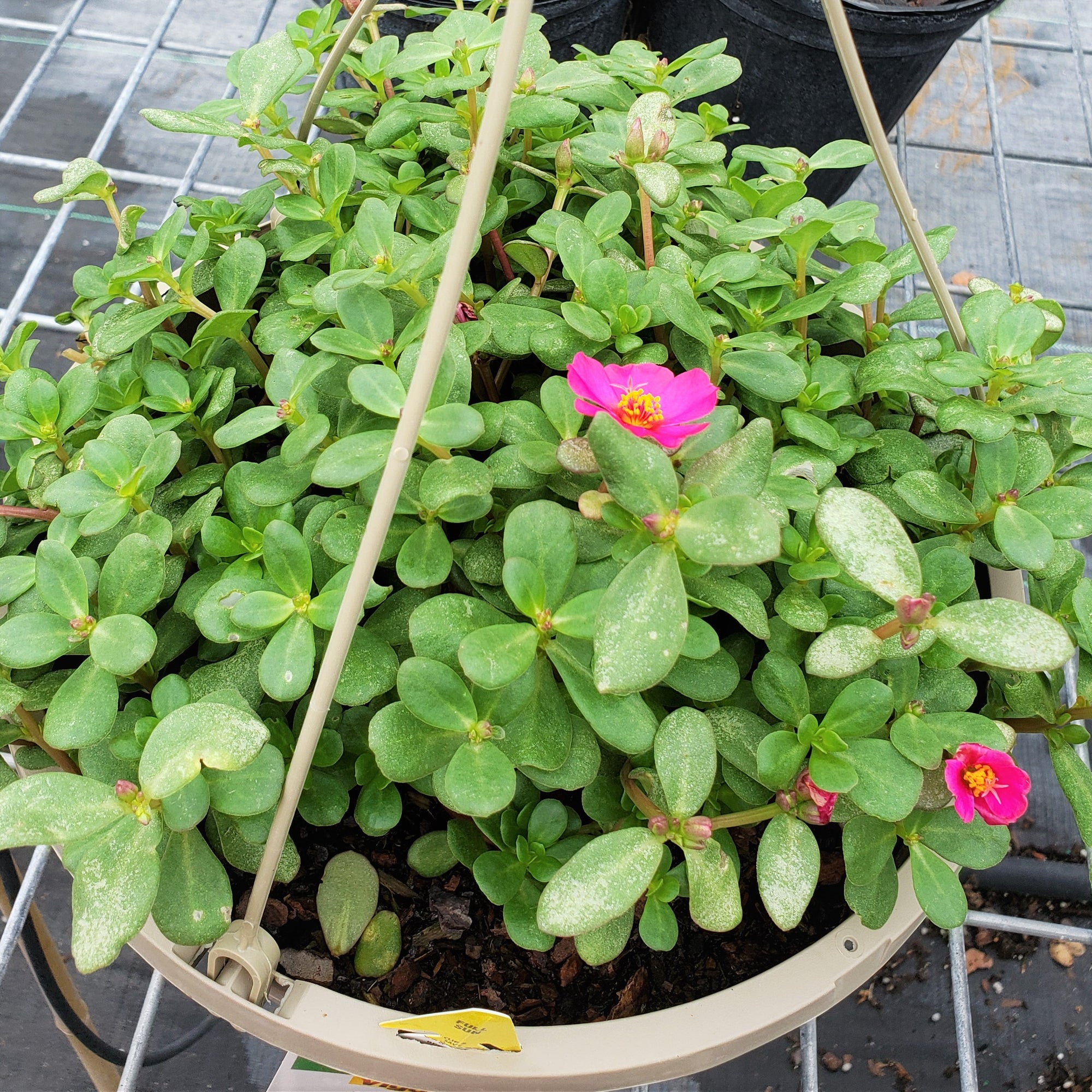 Purslane Purple - Advanced Nursery Growers