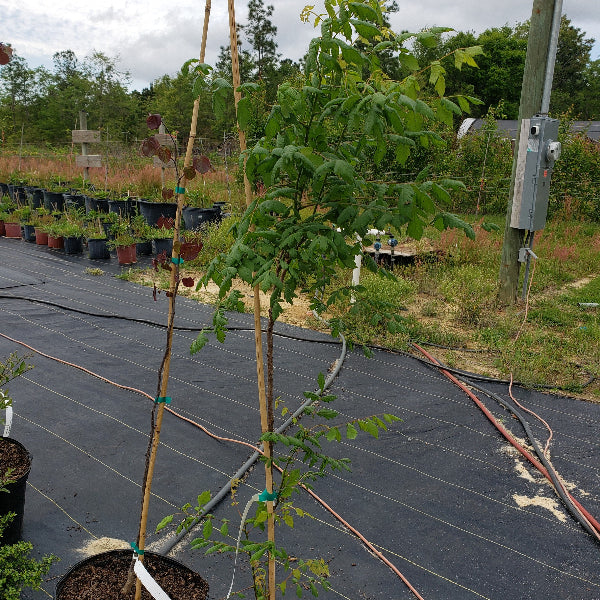 RAIN TREE - Advanced Nursery Growers