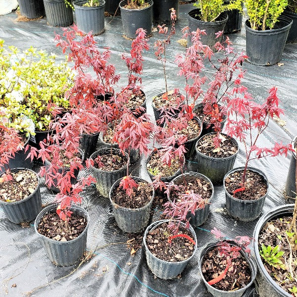 Red Leaf Maple Tree - Advanced Nursery Growers