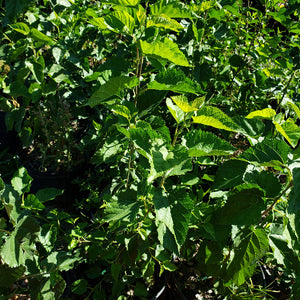 MULBERRY RED - Advanced Nursery Growers