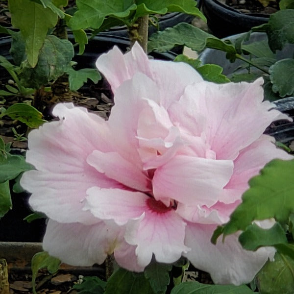 ROSE OF SHARON Althea - Advanced Nursery Growers