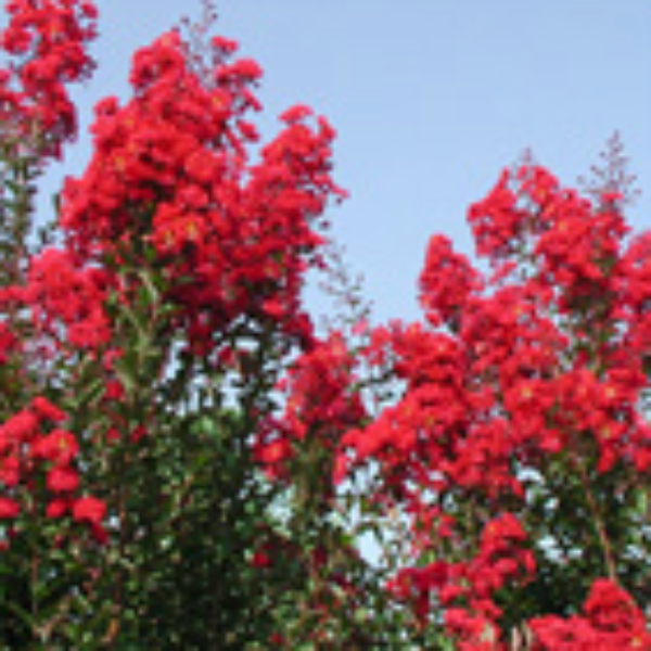 CM-Red Rocket Crape Myrtle ( RR ) by Carl Whitcomb - Advanced Nursery Growers