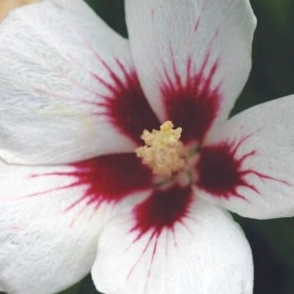 ROSE OF SHARON Red Heart - Advanced Nursery Growers