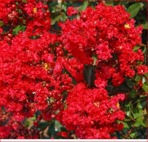 RED ROOSTER CRAPE MYRTLE - Advanced Nursery Growers