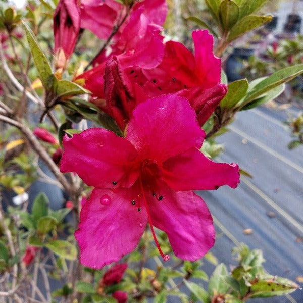 AZALEA Formosa - Advanced Nursery Growers